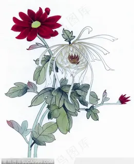 工笔画 菊花 工笔画 菊花