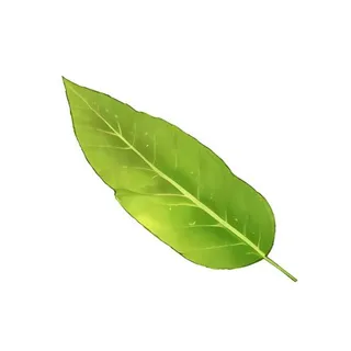 叶子树叶芭蕉叶免抠