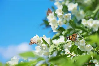 蓝天下的白色花朵和蝴蝶高清图片