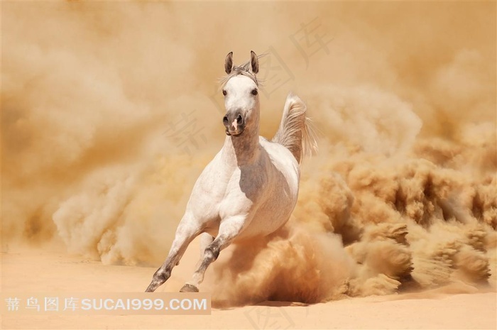 奔跑的骏马高清图片素材