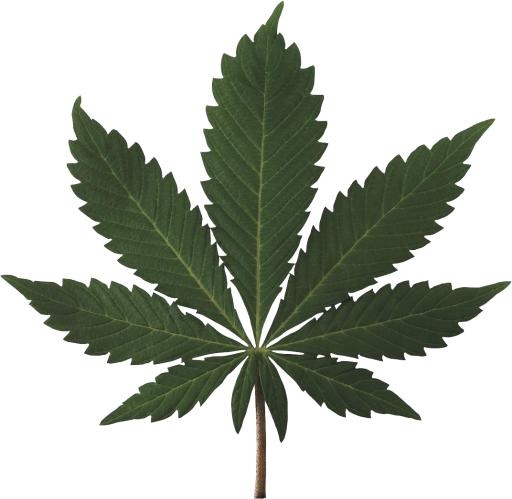 大麻PNG免抠(1072x1046)