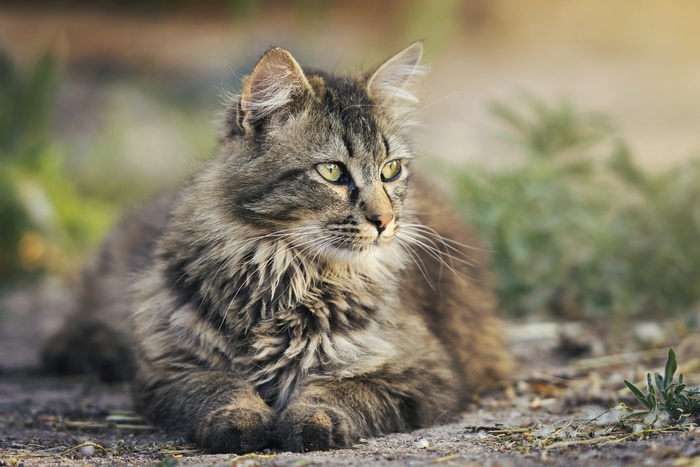 可爱猫猫图片