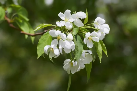 白色苹果花图片 白色苹果花图片