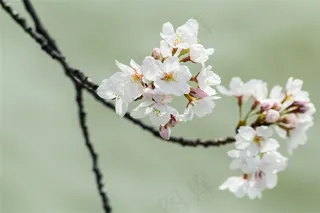 美丽的春天公园樱花花朵景色大图