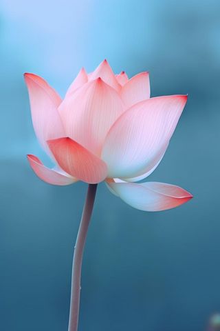 粉色荷花蓝色唯美背景