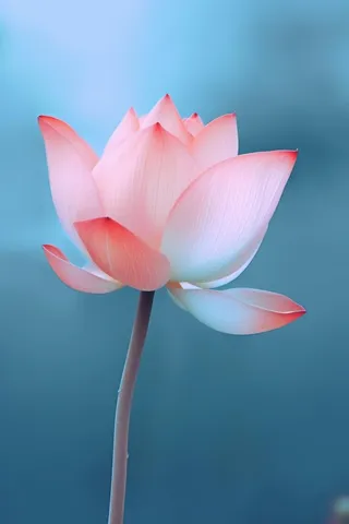 粉色荷花蓝色唯美背景