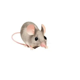 老鼠动物免抠