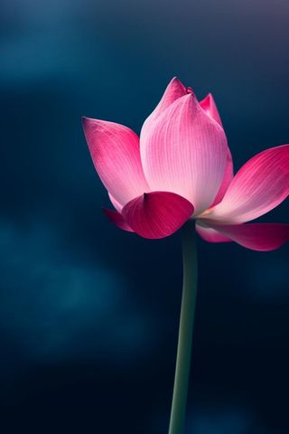 粉色唯美莲花大气背景