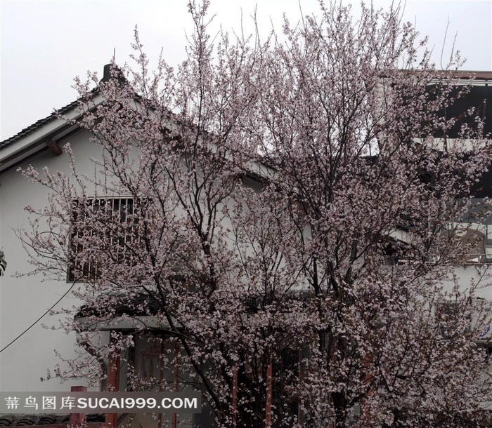 樱花盛开的日子