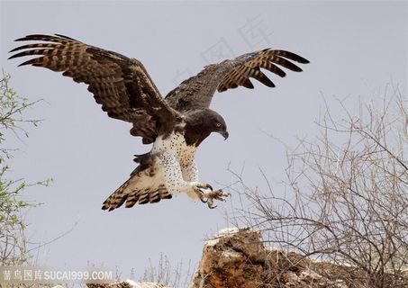 高清飞翔的老鹰图片