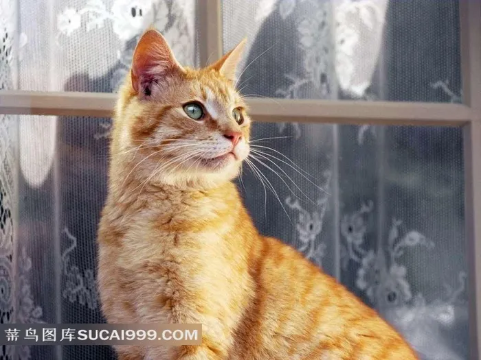 窗户前的棕色猫