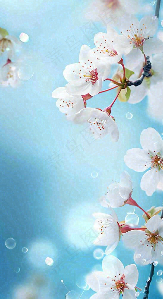 春天浪漫白色樱花花朵，立春春分摄影图(816x1488)