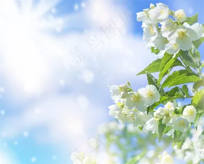 阳光下的白色鲜花高清图片 阳光下的白色鲜花高清图片