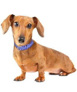 腊肠犬 PNG免抠(261x311)