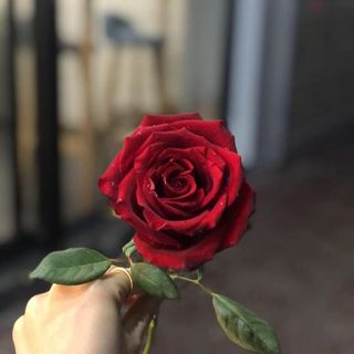 单支的玫瑰 单支的玫瑰