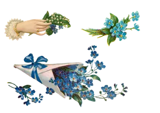 三色堇 老的 优质的 剪纸 孤立 透明