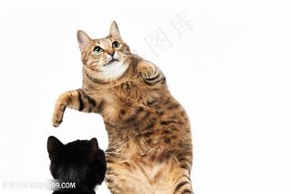 搞怪萌宠猫咪图片