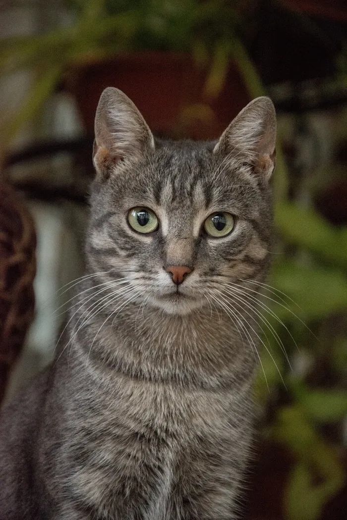 可爱猫咪猫猫摄影素材