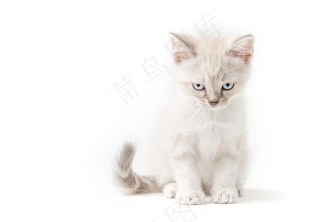 生气的浅色小猫高清摄影图片