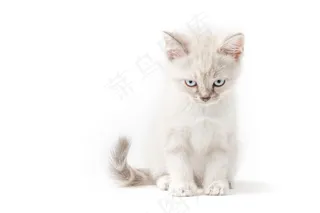 生气的浅色小猫高清摄影图片
