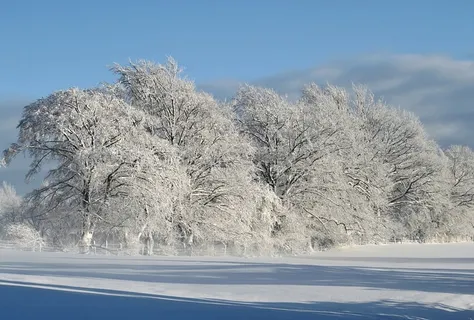 冬天白色背景风景大树 冬天白色背景风景大树