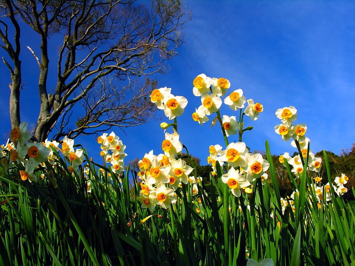 蓝天枯树水仙花图片