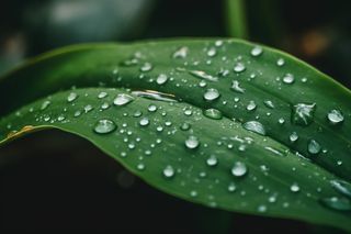 一张上面有水滴的照片，上面有绿叶摄影图桌面壁纸