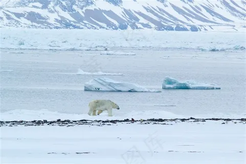 行走在冰雪上的北极熊图片