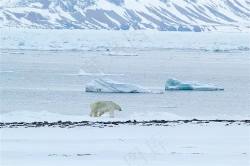 5K高清北极熊图片