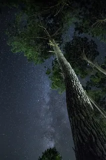 撑天大树高清图片