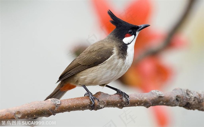 漂亮鸟儿-枝干上漂亮的鸟儿