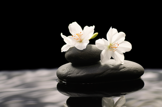 水里黑色石块上放的白色小花摄影图