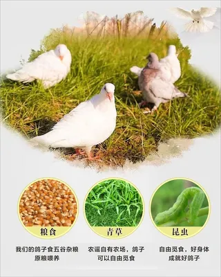 鸽子大全展板12