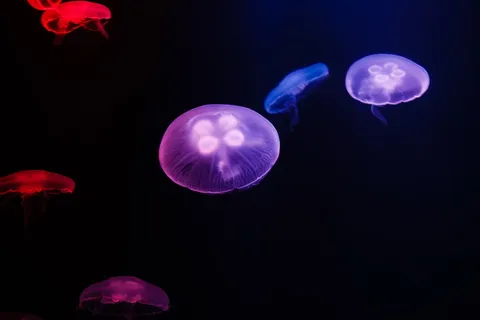深海发光桃花水母图片 深海发光桃花水母图片