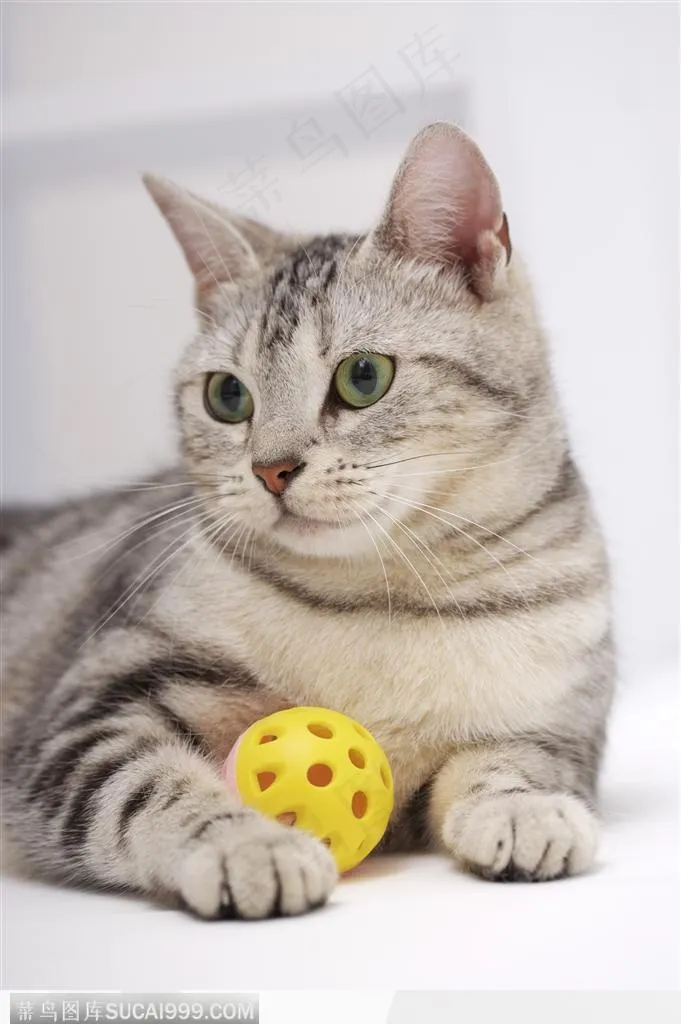 可爱猫咪-抱着球的猫