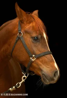 黑背景咖啡色白鼻英姿骏马