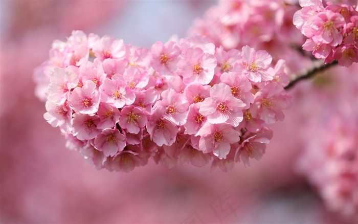 鲜花系列粉红色的樱花图片