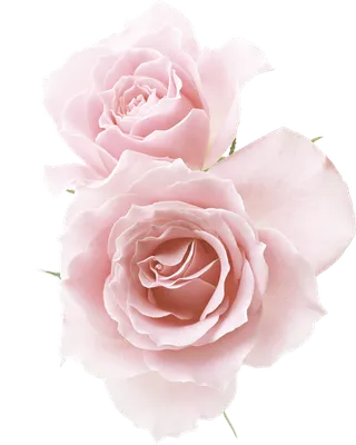 38妇女节三八女神女王粉色花朵玫瑰艺术字设计png免抠ps素材