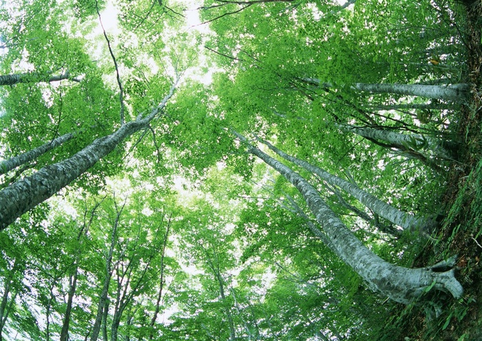 森林风景仰视图片素材