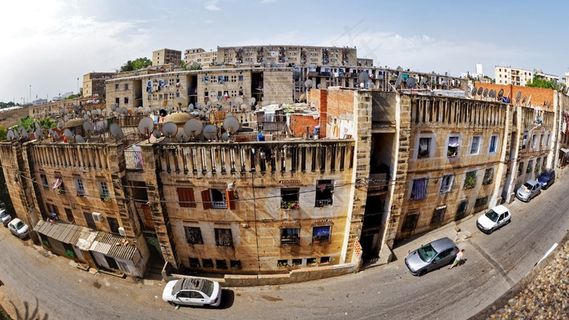 黄色罂栗花图片