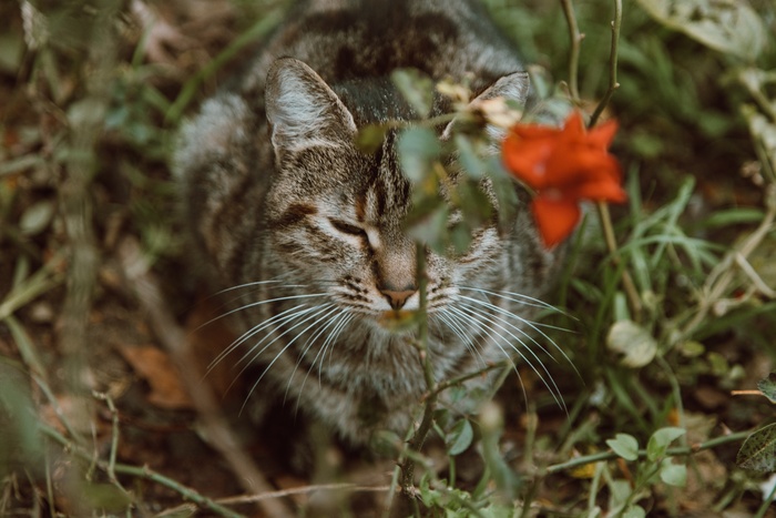 可爱猫咪猫猫摄影素材