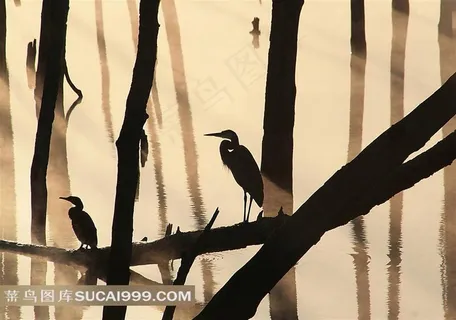 树枝上的白鹭摄影素材