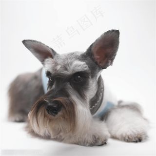 迷你犬-趴着休息的苏格兰梗