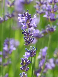 薰衣草紫色花图片 薰衣草紫色花图片
