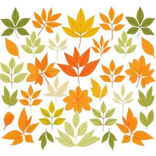 秋天黄色叶子树叶插画免抠