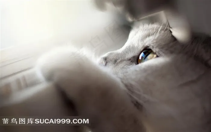 白色的萌宠小猫咪壁纸