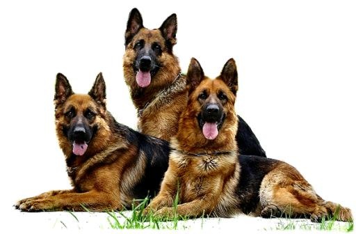 德国牧羊犬 PNG免抠(597x392)