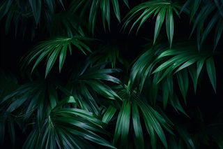 黑暗下的绿色植物叶子摄影图