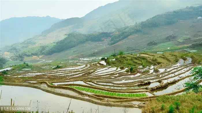 绿色梯田图片