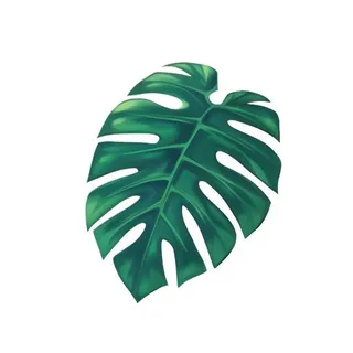 龟背竹叶子免抠